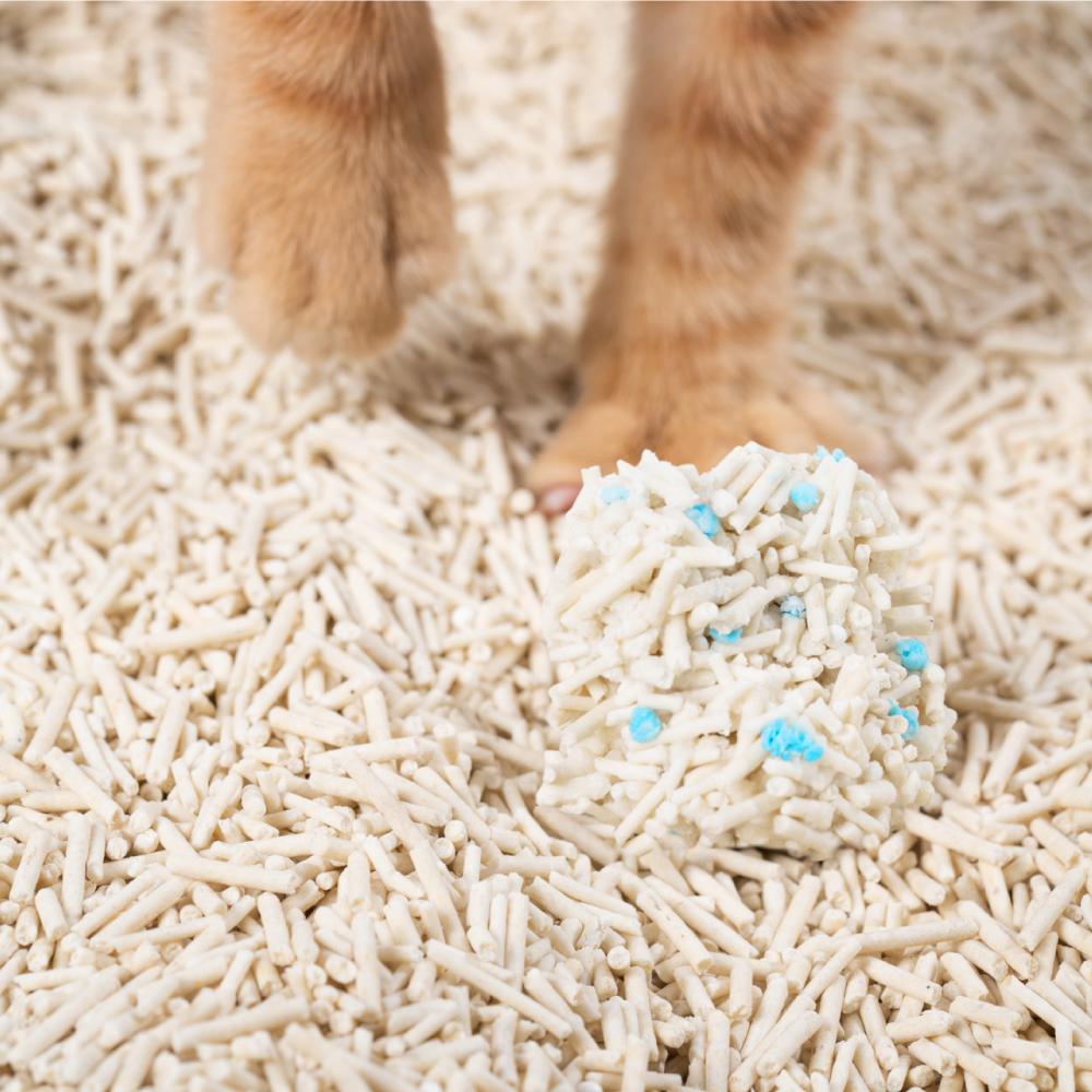 Cat Litter Toronto | Pidan Tofu Cat Litter | ARMOR THE POOCH